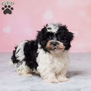 Muffin, Havanese Puppy